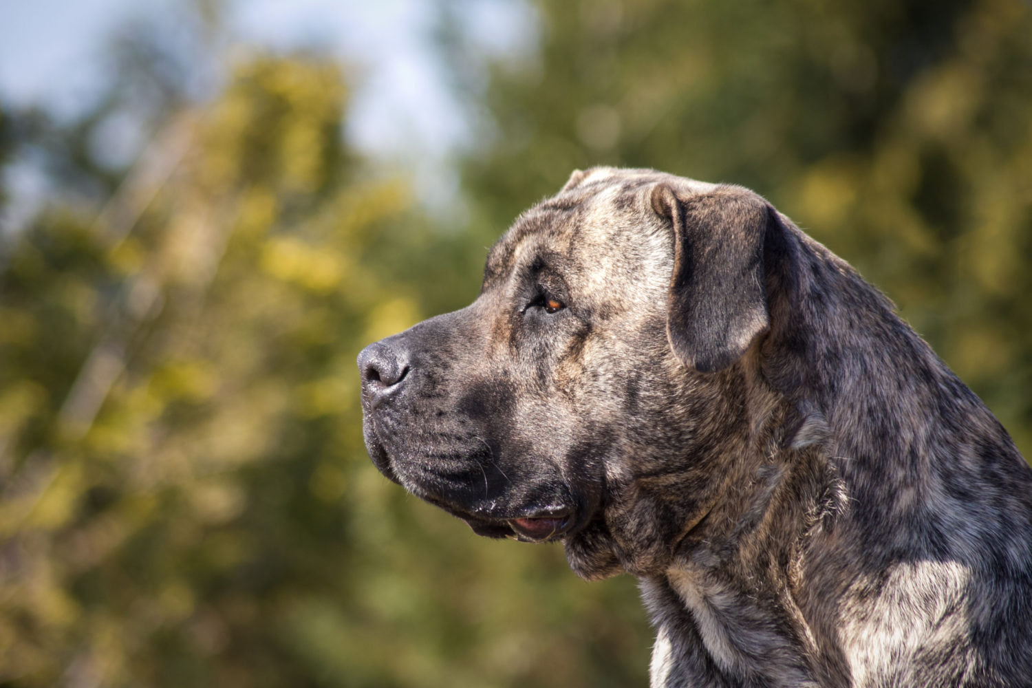 ペロ・デ・プレサ・カナリオ：犬種の特徴と飼い方
