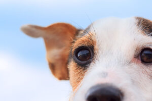 これを見ればスムースフォックステリアの全部が分かる！可愛い家族を大切にする飼い主のための豆知識。