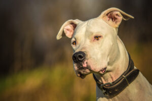 これを見ればドゴ・アルヘンティーノの全部が分かる！可愛い家族を大切にする飼い主のための豆知識。
