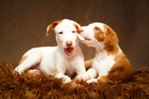 これを見ればイビザンハウンドの全部が分かる！可愛い家族を大切にする飼い主のための豆知識。