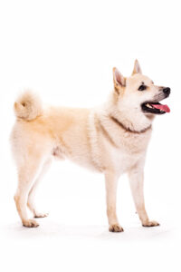 これを見ればノルウェジアン・ブーフントの全部が分かる！可愛い家族を大切にする飼い主のための豆知識。