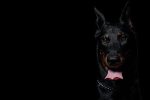 これを見ればボースロンの全部が分かる！可愛い家族を大切にする飼い主のための豆知識。