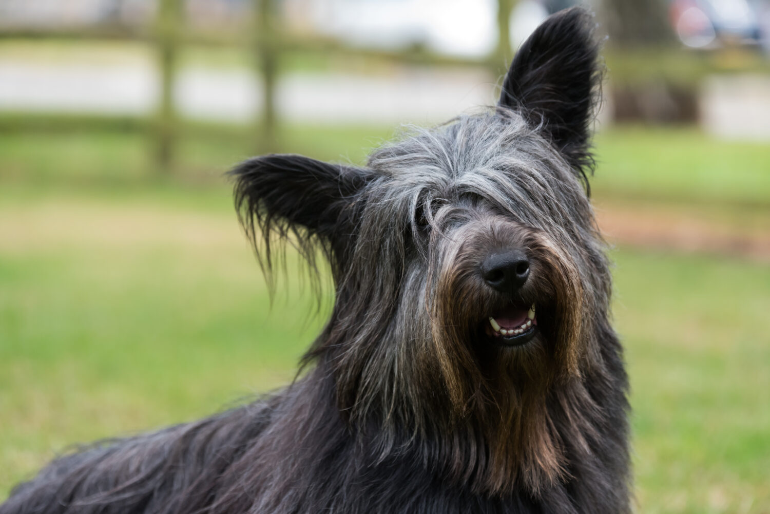 スカイ・テリア：犬種の特徴と飼い方
