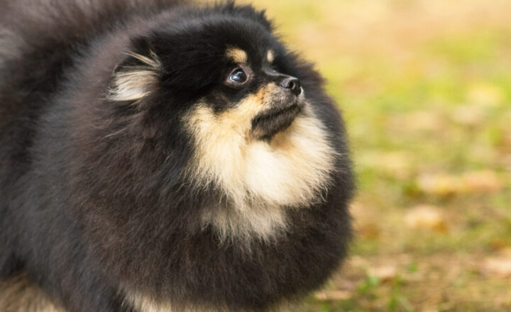 これを見ればポメラニアンの全部が分かる 可愛い家族を大切にする飼い主のための豆知識 愛犬とpochipochi