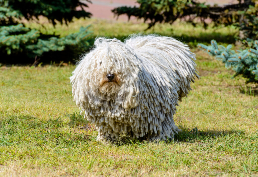 これを見ればコモンドールの全部が分かる 可愛い家族を大切にする飼い主のための豆知識 愛犬とpochipochi