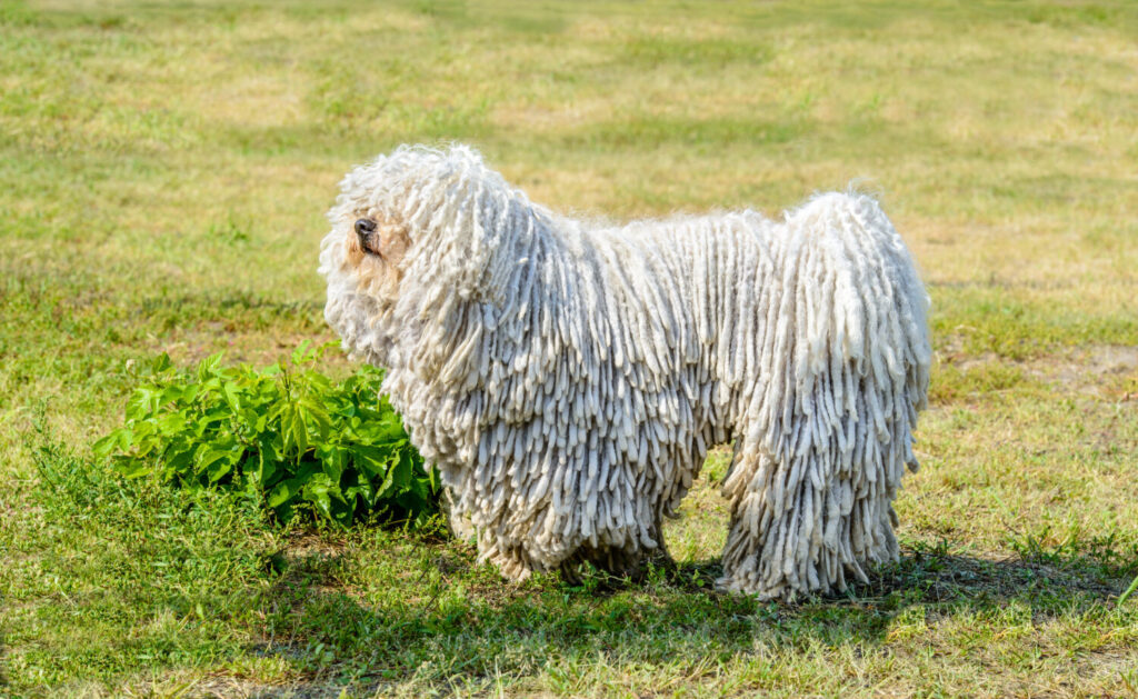 これを見ればコモンドールの全部が分かる 可愛い家族を大切にする飼い主のための豆知識 愛犬とpochipochi