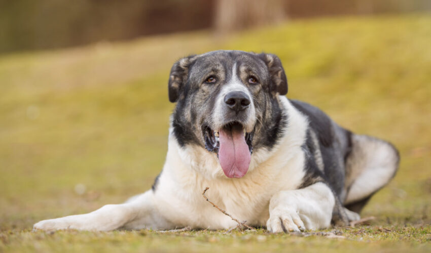 これを見ればスパニッシュマスティフの全部が分かる 可愛い家族を大切にする飼い主のための豆知識 愛犬とpochipochi