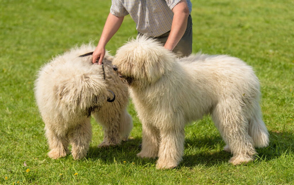 これを見ればコモンドールの全部が分かる 可愛い家族を大切にする飼い主のための豆知識 愛犬とpochipochi