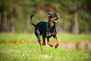 これを見ればジャーマンピンシャーの全部が分かる！可愛い家族を大切にする飼い主のための豆知識。
