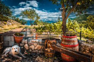 これを見ればマレンマ・シープドッグの全部が分かる！可愛い家族を大切にする飼い主のための豆知識。