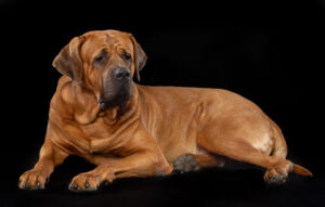 これを見れば土佐犬の全部が分かる！可愛い家族を大切にする飼い主のための豆知識。