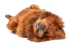 これを見れチベタンマスティフの全部が分かる！可愛い家族を大切にする飼い主のための豆知識。