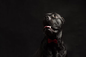 これを見ればイタリアンコルソドッグの全部が分かる！可愛い家族を大切にする飼い主のための豆知識。