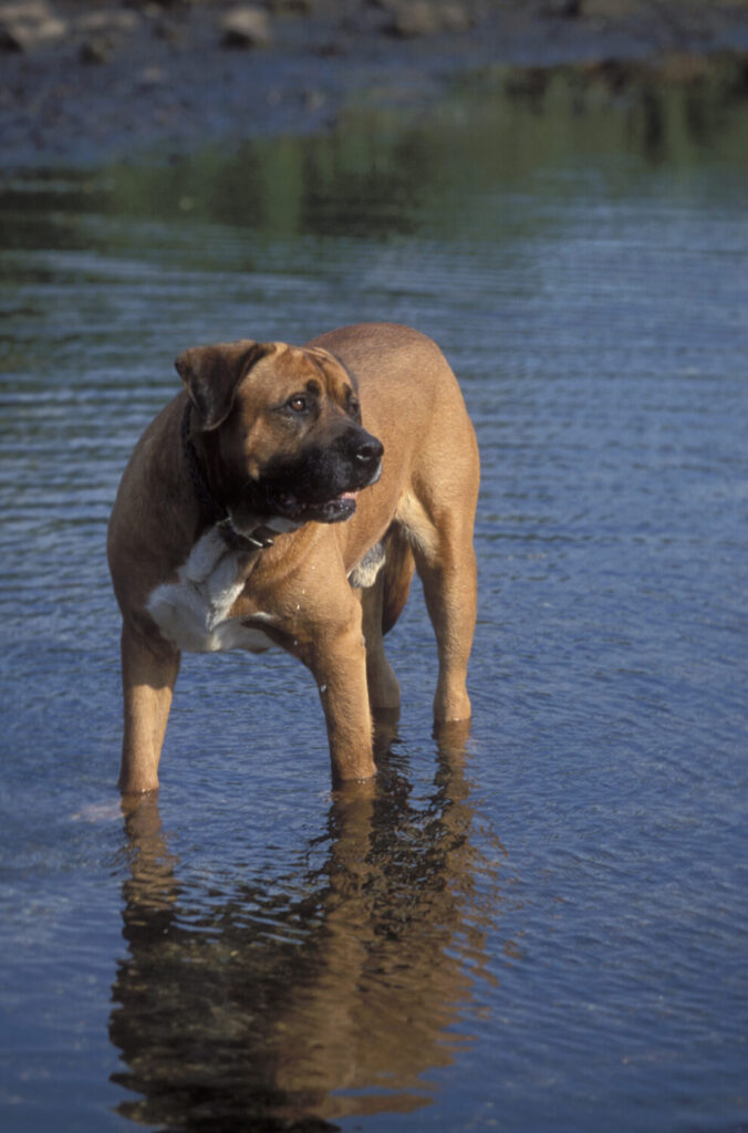 これを見れば土佐犬の全部が分かる!可愛い家族を大切にする これを見れば土佐犬の全部が分かる!可愛い家族を大切にする
