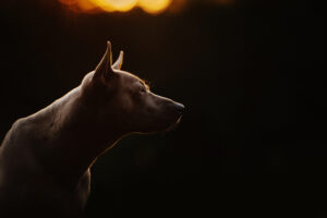 これを見ればタイ・リッジバック・ドッグの全部が分かる！可愛い家族を大切にする飼い主のための豆知識。