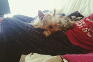 これを見ればオーストラリアンシルキーテリアの全部が分かる！可愛い家族を大切にする飼い主のための豆知識。