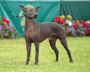 これを見ればペルービアン・ヘアレス・ドッグの全部が分かる！可愛い家族を大切にする飼い主のための豆知識。