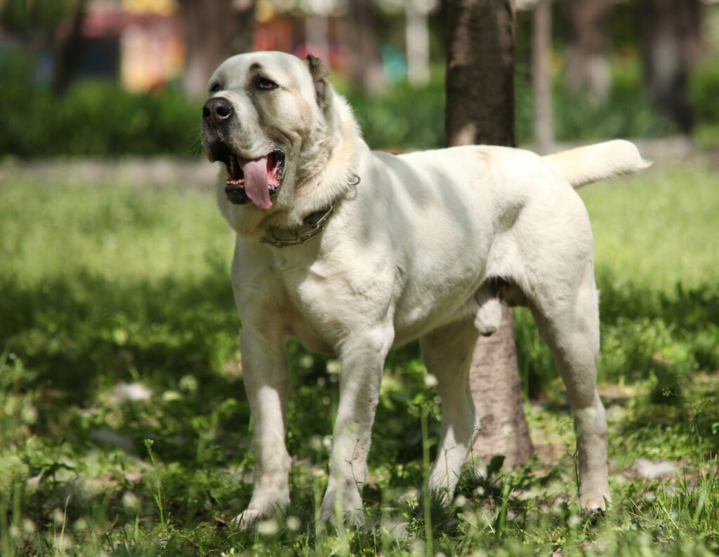 これを見ればセントラルアジアシェパードドッグの全部が分かる 可愛い家族を大切にする飼い主のための豆知識 愛犬とpochipochi