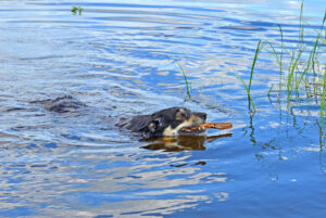 これを見ればラポニアンハーダーの全部が分かる！可愛い家族を大切にする飼い主のための豆知識。