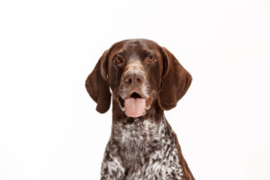 これを見ればジャーマン・ショートヘアード・ポインターの全部が分かる！可愛い家族を大切にする飼い主のための豆知識。