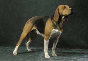 これを見ればハリアの全部が分かる！可愛い家族を大切にする飼い主のための豆知識。