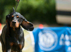 これを見ればブラック・アンド・タン・クーンハウンドの全部が分かる！可愛い家族を大切にする飼い主のための豆知識。