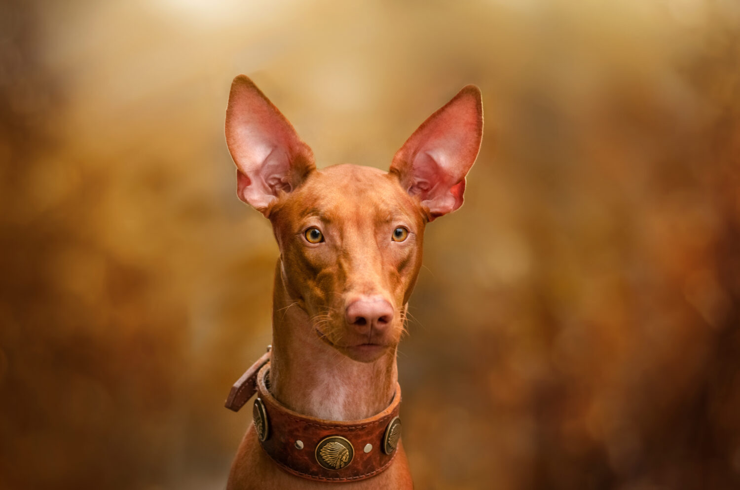 ファラオ・ハウンド：犬種の特徴と飼い方