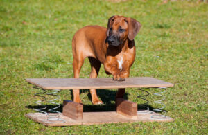 これを見ればローデシアン・リッジバックの全部が分かる！可愛い家族を大切にする飼い主のための豆知識。