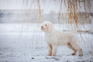 これを見ればスパニッシュ・ウォーター・ドッグの全部が分かる！可愛い家族を大切にする飼い主のための豆知識。