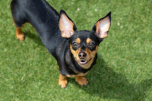 大人気のミックス犬！チワックスの全部がわかる！