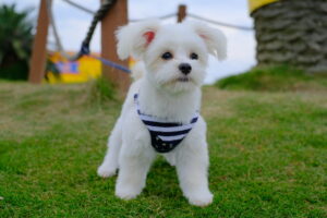 大人気のミックス犬！チワマルの全部がわかる！