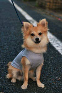 大人気のミックス犬！ポメチワの全部がわかる！