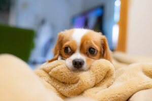 大人気のミックス犬！キャバチワの全部がわかる！